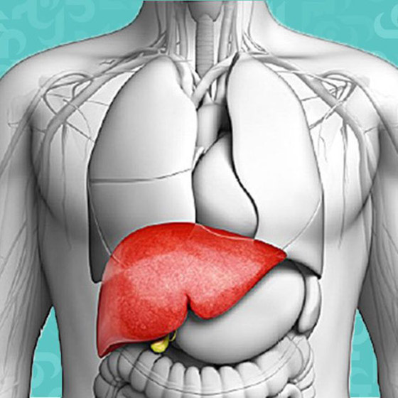5 معلومات مثيرة عن الكبد صورة رقم 6