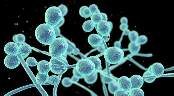 داء فطر البقع البيضاء.. تحذير من بكتيريا نادرة تشكل تهديدا عالميا! صورة رقم 2 داء فطر البقع البيضاء.. تحذير من بكتيريا نادرة تشكل تهديدا عالميا! صورة رقم 2