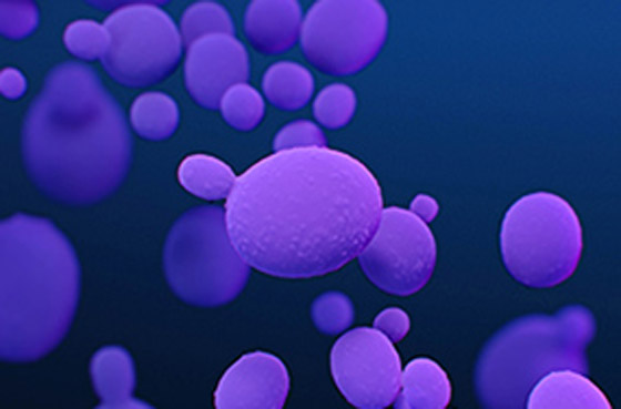 داء فطر البقع البيضاء.. تحذير من بكتيريا نادرة تشكل تهديدا عالميا! صورة رقم 5 داء فطر البقع البيضاء.. تحذير من بكتيريا نادرة تشكل تهديدا عالميا! صورة رقم 5