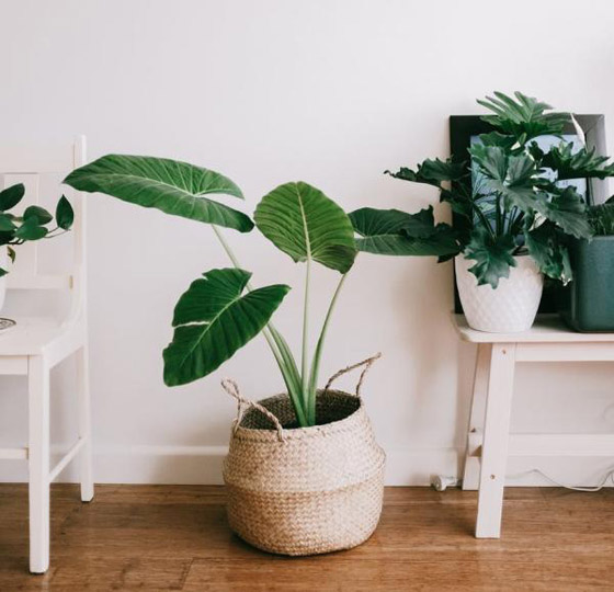 نصائح للعناية بالنباتات المنزلية في الشتاء صورة رقم 4