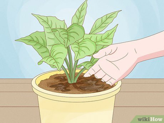 نصائح للعناية بالنباتات المنزلية في الشتاء صورة رقم 1