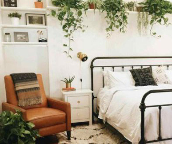 نصائح للعناية بالنباتات المنزلية في الشتاء صورة رقم 7