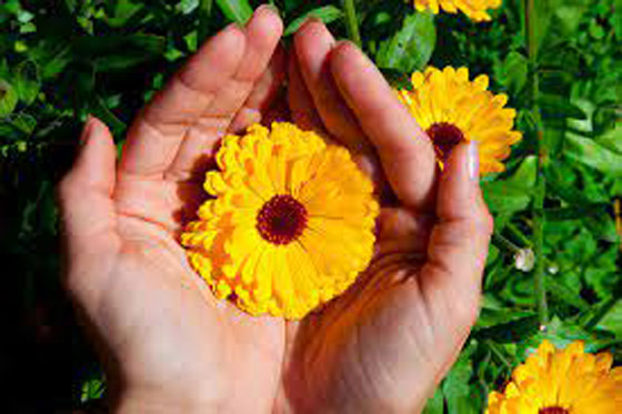 فوائد عشبة الأذريون للبشرة والشعر.. تعرفي إليها صورة رقم 4