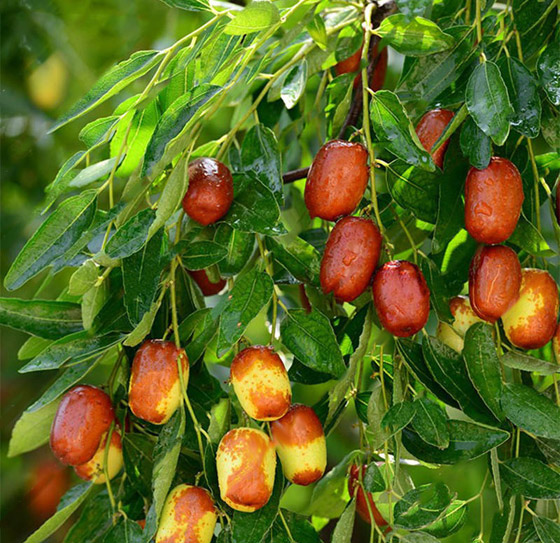 يعالج القلق ويقاوم السرطان.. 6 فوائد صحية لنبات السدر 