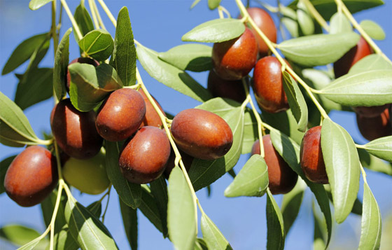 يعالج القلق ويقاوم السرطان.. 6 فوائد صحية لنبات السدر 