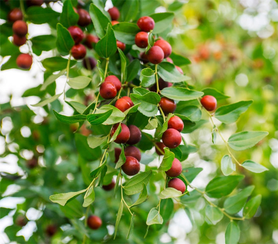 يعالج القلق ويقاوم السرطان.. 6 فوائد صحية لنبات السدر 