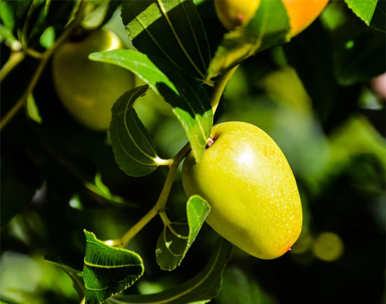 يعالج القلق ويقاوم السرطان.. 6 فوائد صحية لنبات السدر 