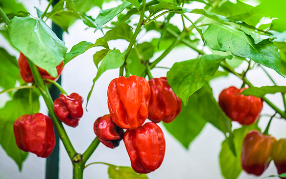 3 خضراوات يمكنك زراعتها في مطبخكِ صورة رقم 3