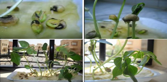 3 خضراوات يمكنك زراعتها في مطبخكِ صورة رقم 5