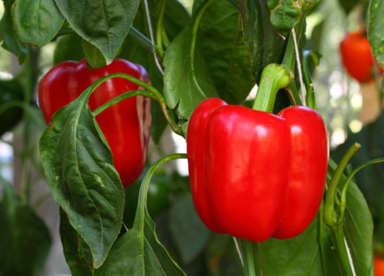 3 خضراوات يمكنك زراعتها في مطبخكِ صورة رقم 6