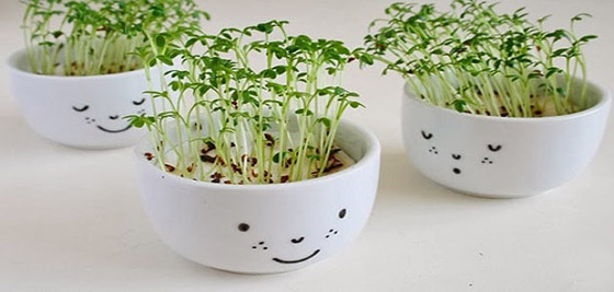 3 خضراوات يمكنك زراعتها في مطبخكِ صورة رقم 2