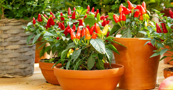 3 خضراوات يمكنك زراعتها في مطبخكِ صورة رقم 1