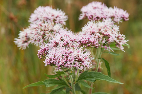 تهدئ الأعصاب وتعزز النوم.. إليكم فوائد عشبة الناردين 