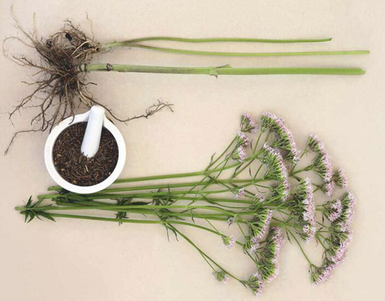 تهدئ الأعصاب وتعزز النوم.. إليكم فوائد عشبة الناردين 