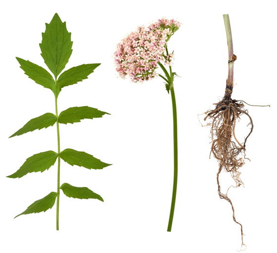 تهدئ الأعصاب وتعزز النوم.. إليكم فوائد عشبة الناردين 