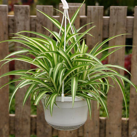 أفضل النباتات لتنقية الهواء في غرفة النوم صورة رقم 5