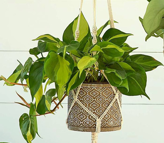 أفضل النباتات لتنقية الهواء في غرفة النوم صورة رقم 3