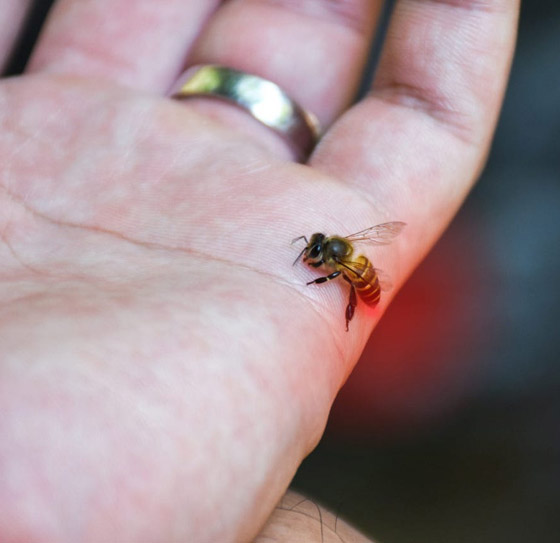 لا تتركها تتهيج وانتبه للحساسية.. علاجات طبية ومنزلية للسعات النحل صورة رقم 1 لا تتركها تتهيج وانتبه للحساسية.. علاجات طبية ومنزلية للسعات النحل صورة رقم 1