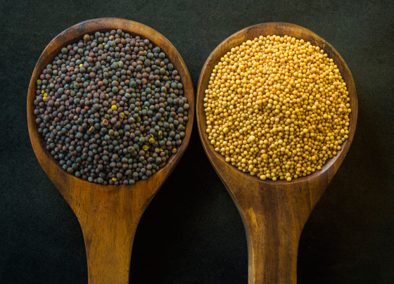 يعزز صحة القلب.. فوائد زيت الخردل الصحية وأضراره عند سوء الاستخدام صورة رقم 3 يعزز صحة القلب.. فوائد زيت الخردل الصحية وأضراره عند سوء الاستخدام صورة رقم 3