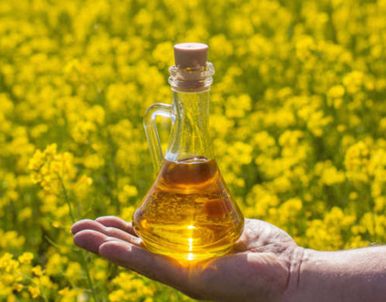 يعزز صحة القلب.. فوائد زيت الخردل الصحية وأضراره عند سوء الاستخدام صورة رقم 12 يعزز صحة القلب.. فوائد زيت الخردل الصحية وأضراره عند سوء الاستخدام صورة رقم 12