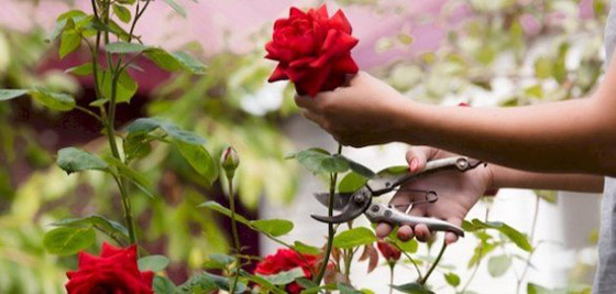 كيف تعتني بالأزهار البرية بعد قطفها؟ صورة رقم 3