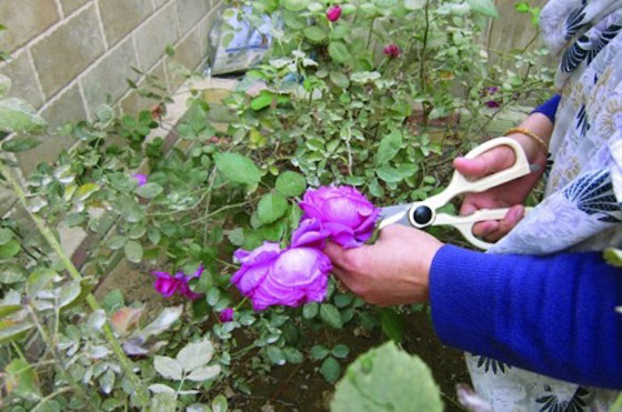 كيف تعتني بالأزهار البرية بعد قطفها؟ صورة رقم 2