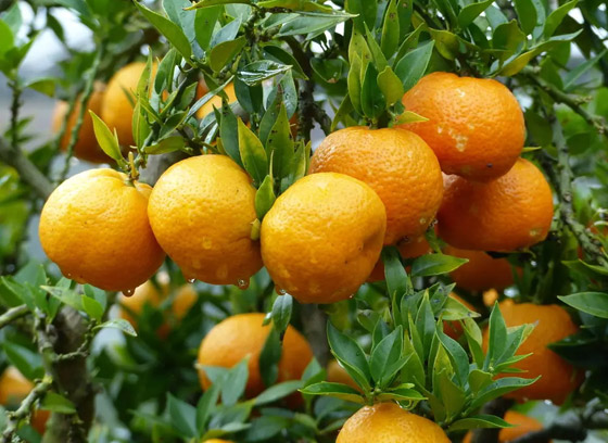 رغم صغر حجمها.. هذا ما تفعله حبة واحدة من الكلمنتين (الكلمنتينا) صورة رقم 7 رغم صغر حجمها.. هذا ما تفعله حبة واحدة من الكلمنتين (الكلمنتينا) صورة رقم 7