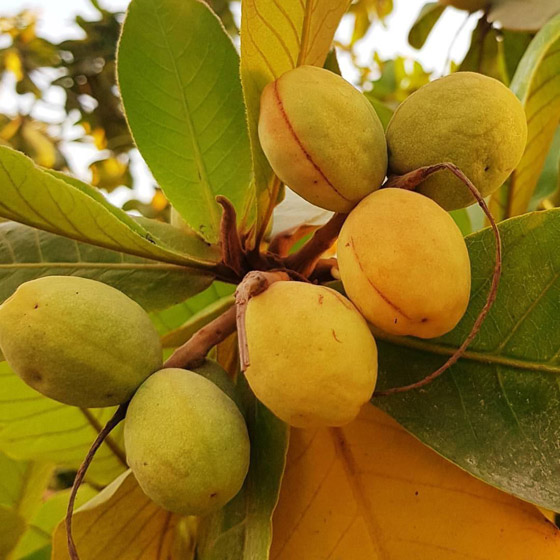 اليكم فوائد اللوز البجيلي... صورة رقم 2