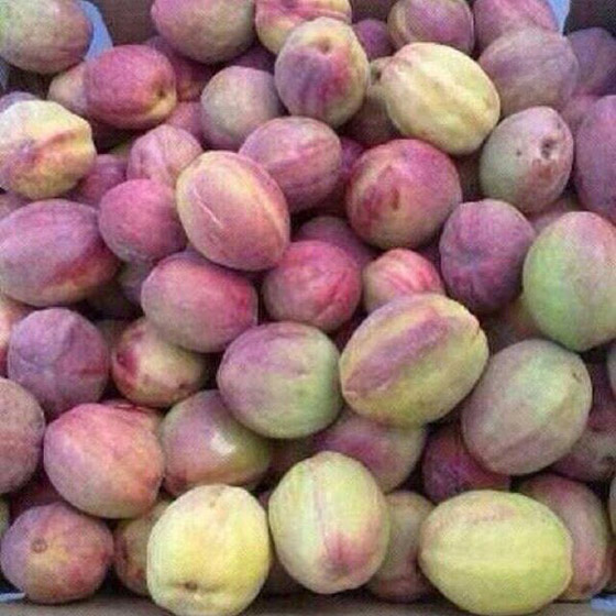 اليكم فوائد اللوز البجيلي... صورة رقم 6