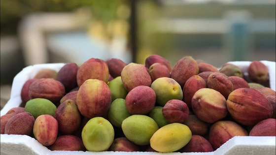 اليكم فوائد اللوز البجيلي... صورة رقم 5