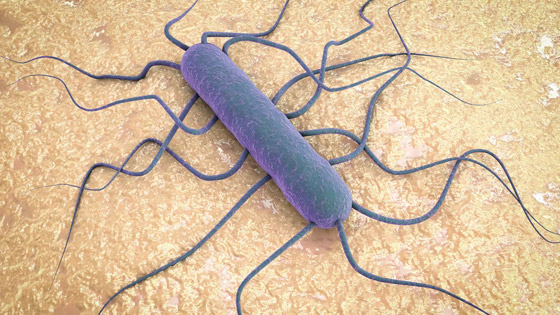 الليستريا: عدوى جديدة تتفشى.. الحوامل أكثر عرضة لخطرها! صورة رقم 5 الليستريا: عدوى جديدة تتفشى.. الحوامل أكثر عرضة لخطرها! صورة رقم 5