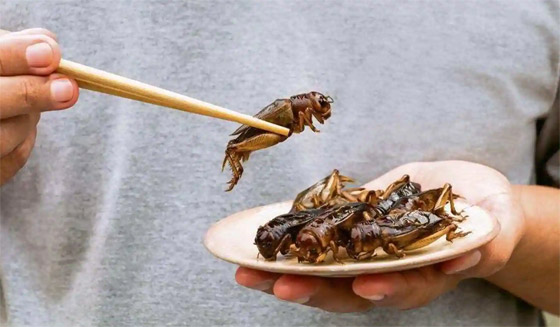 تعرفوا على أطعمة نأكلها يوميا تحتوي على نسب مسموح بها من الحشرات صورة رقم 4 تعرفوا على أطعمة نأكلها يوميا تحتوي على نسب مسموح بها من الحشرات صورة رقم 4