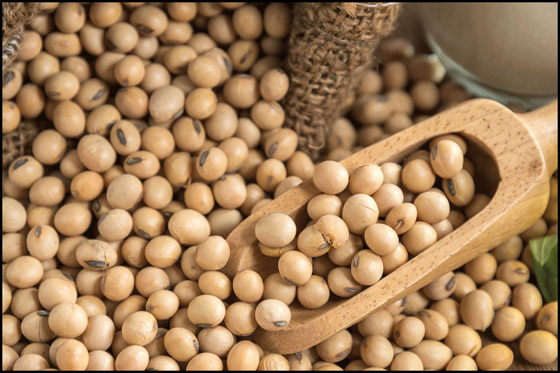 فول الصويا بديل مثالي للبروتين الحيواني صورة رقم 1