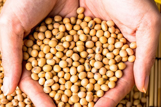 فول الصويا بديل مثالي للبروتين الحيواني صورة رقم 2