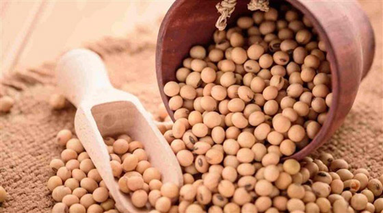 فول الصويا بديل مثالي للبروتين الحيواني صورة رقم 3