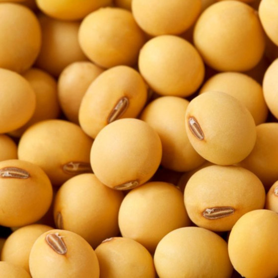 فول الصويا بديل مثالي للبروتين الحيواني صورة رقم 4