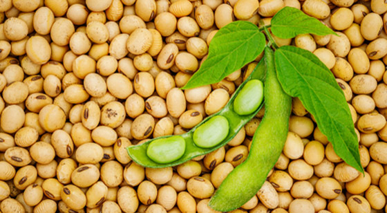 فول الصويا بديل مثالي للبروتين الحيواني صورة رقم 5