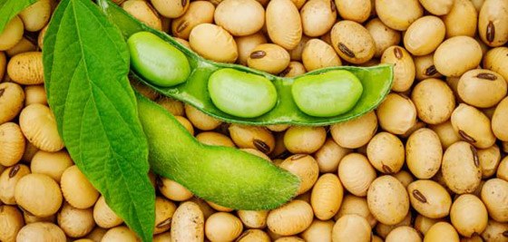 فول الصويا بديل مثالي للبروتين الحيواني صورة رقم 6