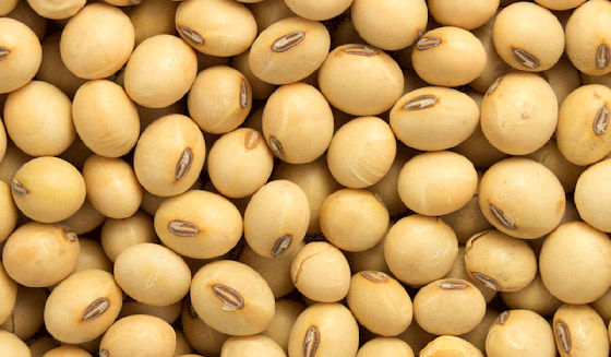 فول الصويا بديل مثالي للبروتين الحيواني صورة رقم 7