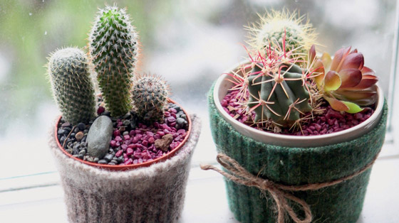 أضيفي الحجارة إلى أصيص النباتات في حديقتك.. لهذا السبب صورة رقم 2