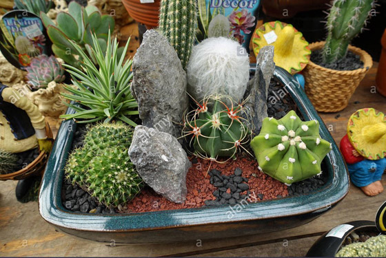 أضيفي الحجارة إلى أصيص النباتات في حديقتك.. لهذا السبب صورة رقم 7