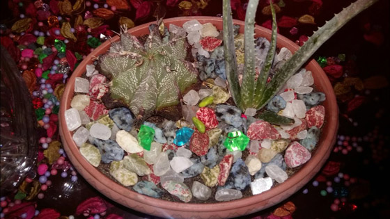 أضيفي الحجارة إلى أصيص النباتات في حديقتك.. لهذا السبب صورة رقم 8