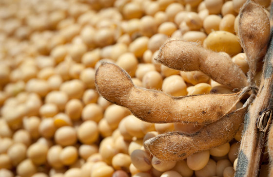 يقي من السرطان، يقوي العظام، ويساعد بفقدان الوزن.. فوائد فول الصويا صورة رقم 5 يقي من السرطان، يقوي العظام، ويساعد بفقدان الوزن.. فوائد فول الصويا صورة رقم 5