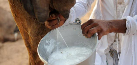 فوائد صحية لجسم الانسان عند تناول حليب الإبل.. فما هي؟ صورة رقم 3