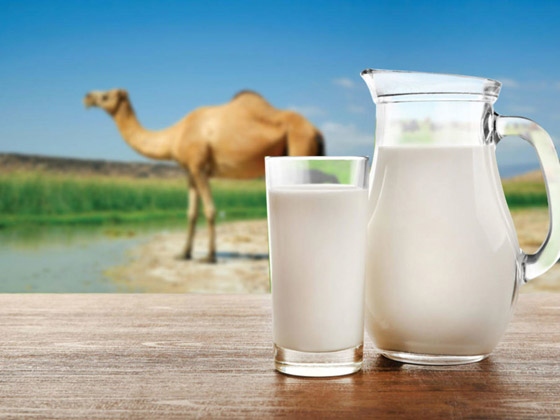 فوائد صحية لجسم الانسان عند تناول حليب الإبل.. فما هي؟ صورة رقم 5