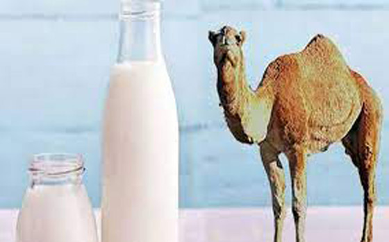 فوائد صحية لجسم الانسان عند تناول حليب الإبل.. فما هي؟ صورة رقم 8