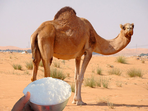 فوائد صحية لجسم الانسان عند تناول حليب الإبل.. فما هي؟ صورة رقم 10