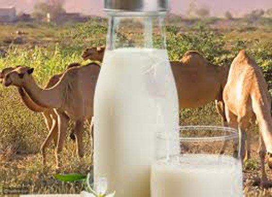 فوائد صحية لجسم الانسان عند تناول حليب الإبل.. فما هي؟ صورة رقم 11