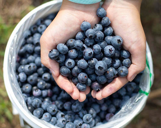 هذه الفاكهة تقلل خطر الإصابة بالخرف بعد الخمسين.. ما السبب؟ صورة رقم 7 هذه الفاكهة تقلل خطر الإصابة بالخرف بعد الخمسين.. ما السبب؟ صورة رقم 7