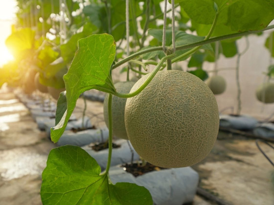 6 فوائد مذهلة ستجعل الشمام فاكهتكم الصيفية المفضلة صورة رقم 5